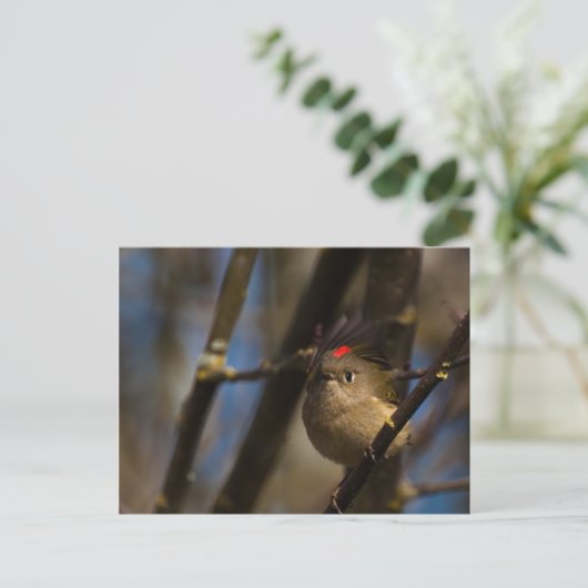Ruby Crowned Kinglet 01 Briefkaart (Staand voorkant)