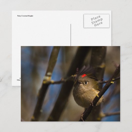 Ruby Crowned Kinglet 01 Briefkaart (Voorkant / Achterkant)