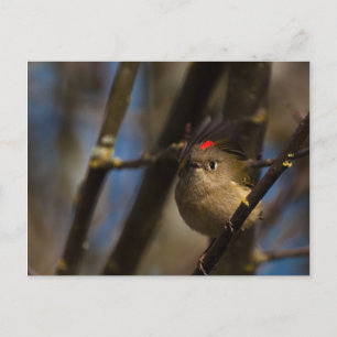 Ruby Crowned Kinglet 01 Briefkaart