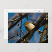 Ruby Crowned Kinglet 02 Briefkaart (Voorkant / Achterkant)