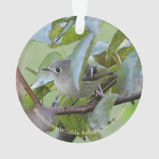 Ruby-crowned Kinglet Bird Ornament with Place Year (achterkant)