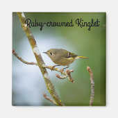 Ruby Crowned Kinglet Magneet (Voorkant)