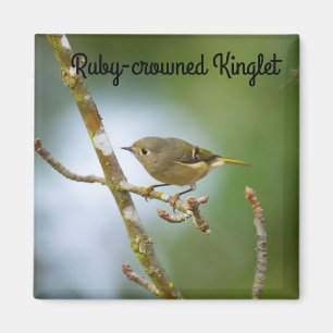 Ruby Crowned Kinglet Magneet