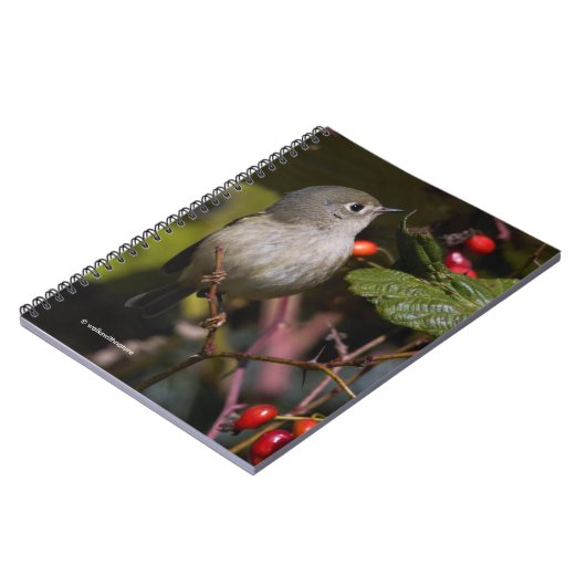 Ruby-Crowned Kinglet Songbird op Hawthorn Struik Notitieboek (Linkerzijde)