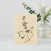 Ruby crowned Wren (Kinglet) Audubon Birds America Briefkaart (Staand voorkant)