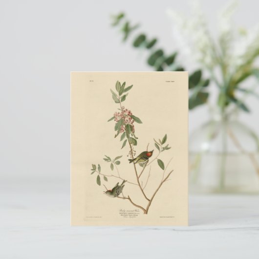 Ruby crowned Wren (Kinglet) Audubon Birds America Briefkaart (Staand voorkant)