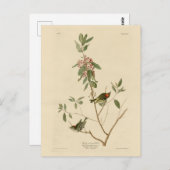 Ruby crowned Wren (Kinglet) Audubon Birds America Briefkaart (Voorkant / Achterkant)