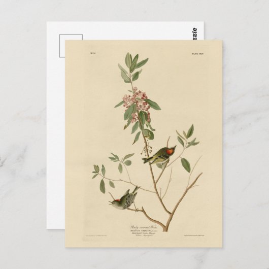 Ruby crowned Wren (Kinglet) Audubon Birds America Briefkaart (Voorkant / Achterkant)