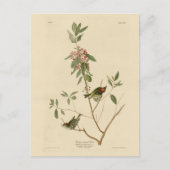 Ruby crowned Wren (Kinglet) Audubon Birds America Briefkaart (Voorkant)