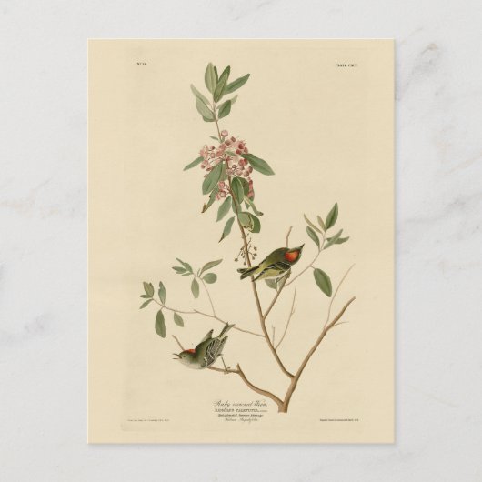 Ruby crowned Wren (Kinglet) Audubon Birds America Briefkaart (Voorkant)