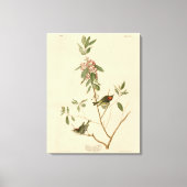 Ruby crowned Wren (Kinglet) Audubon Birds America Canvas Afdruk (Voorkant)