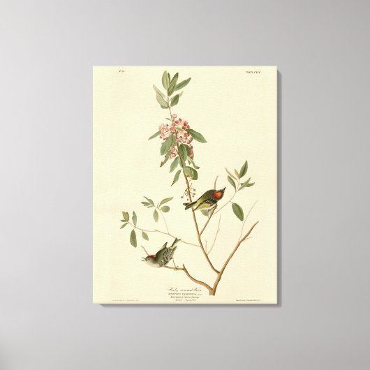 Ruby crowned Wren (Kinglet) Audubon Birds America Canvas Afdruk (Voorkant)