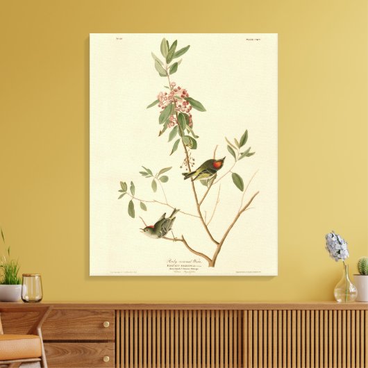 Ruby crowned Wren (Kinglet) Audubon Birds America Canvas Afdruk (Insitu (Woonkamer))