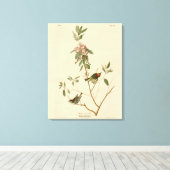 Ruby crowned Wren (Kinglet) Audubon Birds America Canvas Afdruk (Insitu (Houten vloer))