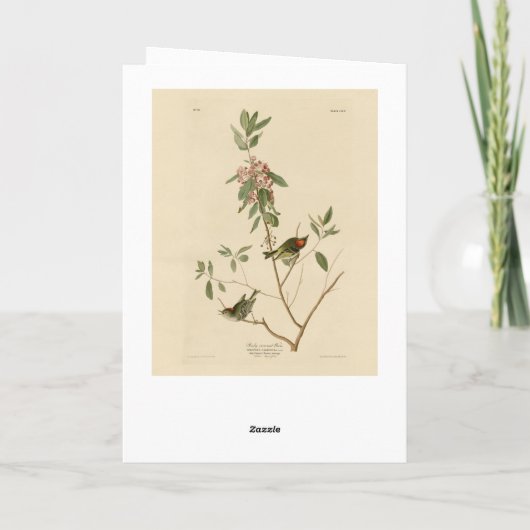 Ruby crowned Wren (Kinglet) Audubon Birds America Kaart (Achterkant)