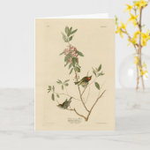 Ruby crowned Wren (Kinglet) Audubon Birds America Kaart (Gele Bloem)