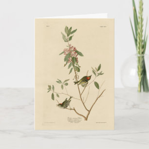 Ruby crowned Wren (Kinglet) Audubon Birds America Kaart