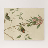 Ruby crowned Wren (Kinglet) Audubon Birds America Legpuzzel (Horizontaal)