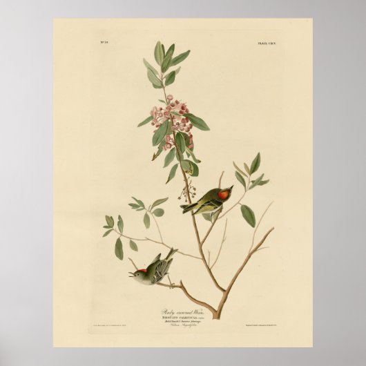 Ruby crowned Wren (Kinglet) Audubon Birds America Poster (Voorkant)