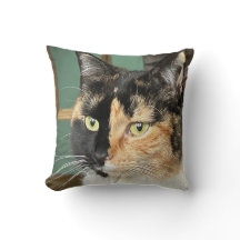 Ruby de zesjarige Tortie en Wit