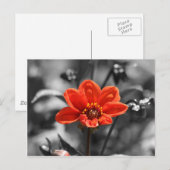 Ruby Flower Briefkaart (Voorkant / Achterkant)