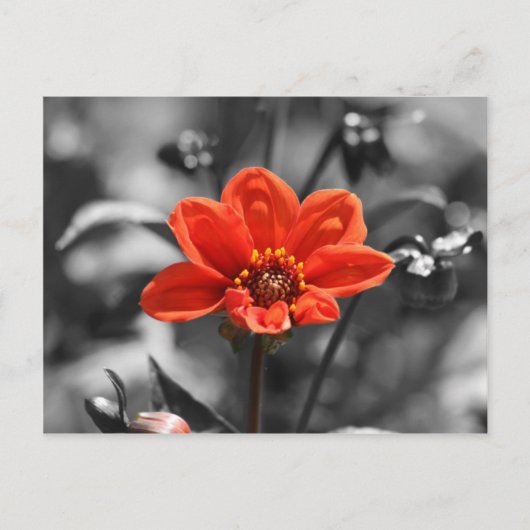 Ruby Flower Briefkaart (Voorkant)