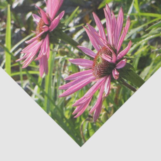 Ruby Giant Echinacea in de tuinen Tissuepapier (Detail)