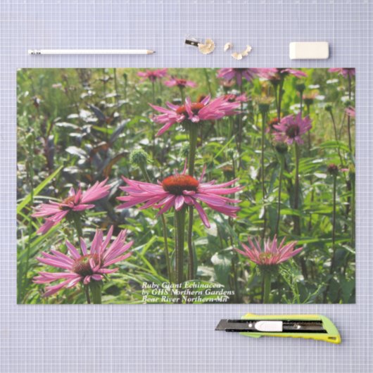 Ruby Giant Echinacea in de tuinen Tissuepapier (Craft)