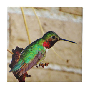 Ruby Green hummingbird Tegeltje