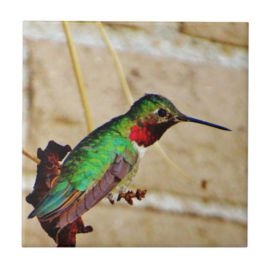 Ruby Green hummingbird Tegeltje (Voorkant)
