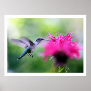 "Ruby" Hummingbird Fotografie Afdrukken Poster