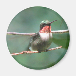 Ruby-keel Flutters Magnet