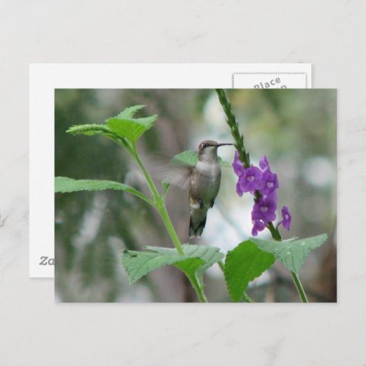 Ruby-keel Vervain Briefkaart (Voorkant / Achterkant)