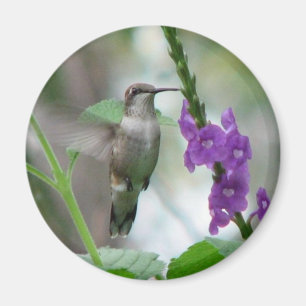 Ruby-keel Vervain Magnet