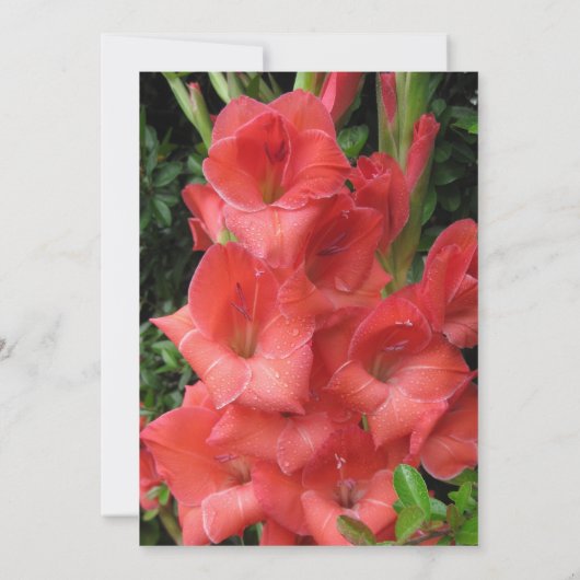 Ruby Red 40th Wedding Jubileum Uitnodiging (Achterkant)