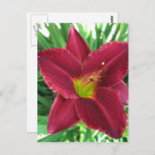 Ruby Red Daylily Briefkaart (Voorkant / Achterkant)