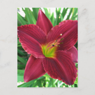 Ruby Red Daylily Briefkaart