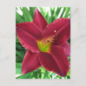 Ruby Red Daylily Briefkaart (Voorkant)