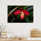 Ruby Red Lady Slipper Orchid Orchid Poster (Keuken)