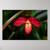 Ruby Red Lady Slipper Orchid Orchid Poster (Voorkant)