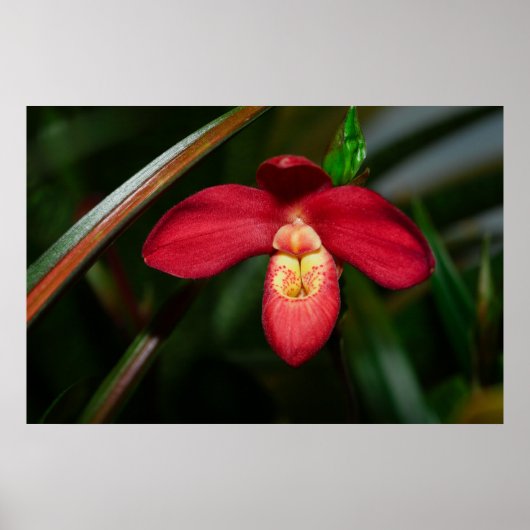 Ruby Red Lady Slipper Orchid Orchid Poster (Voorkant)