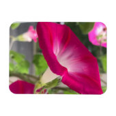 Ruby Red Morning Glory Magneet (Horizontaal)