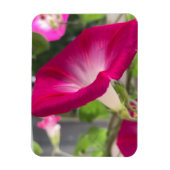 Ruby Red Morning Glory Magneet (Verticaal)