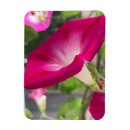 Ruby Red Morning Glory Magneet