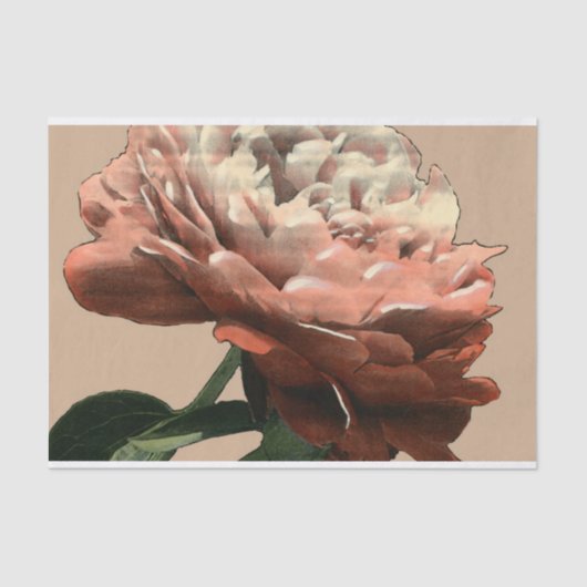 Ruby Red Rose met White Accents Tissuepapier (Voorkant)