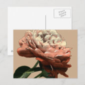 Ruby Red Rose with White Accents Briefkaart (Voorkant / Achterkant)