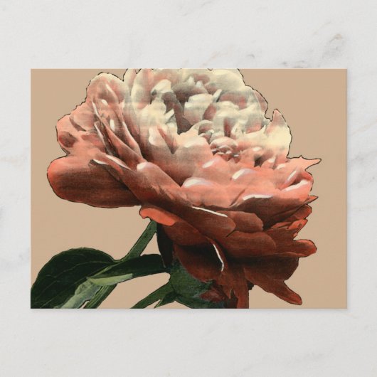 Ruby Red Rose with White Accents Briefkaart (Voorkant)