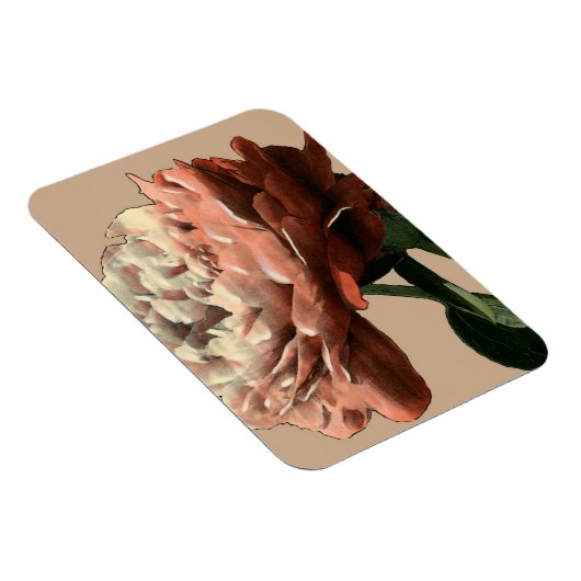 Ruby Red Rose with White Accents Magneet (Rechterzijde)