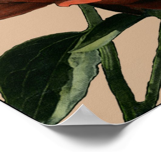 Ruby Red Rose with White Accents Poster (Hoek)