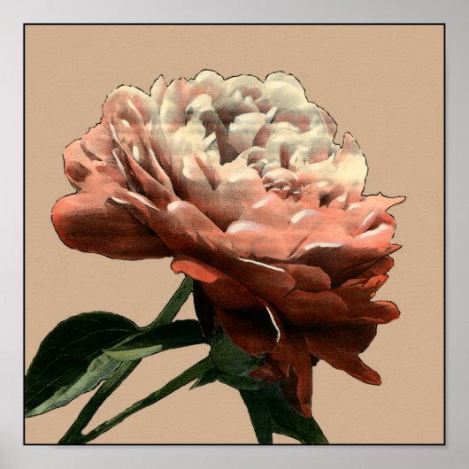 Ruby Red Rose with White Accents Poster (Voorkant)